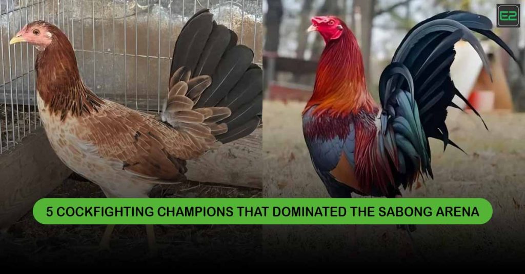 Cockfighting Champions