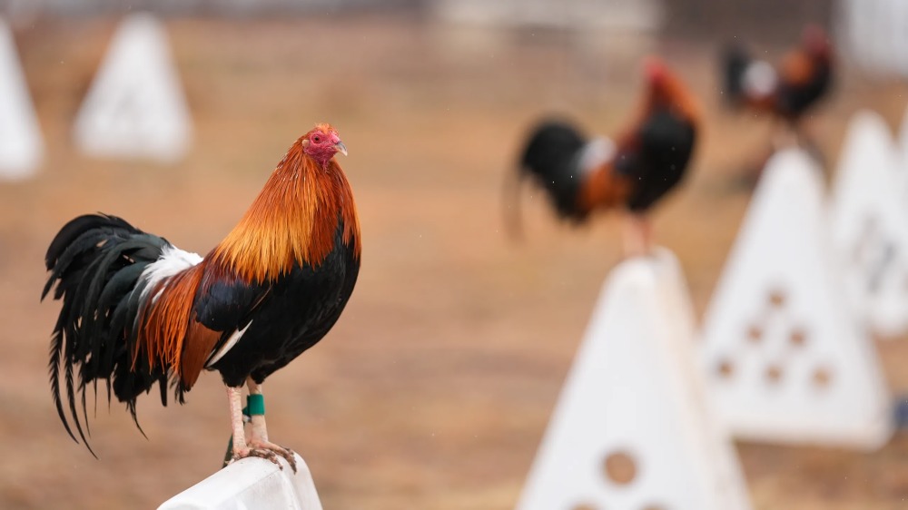 Cockfighting