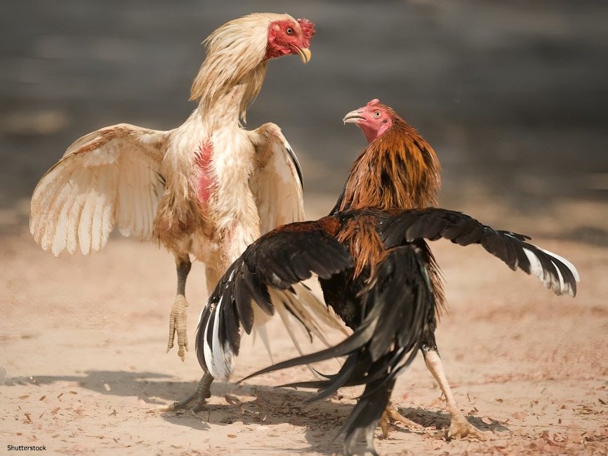 Cockfighting