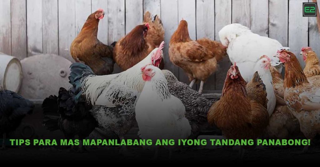 Mapanlabang ang Iyong Tandang Panabong