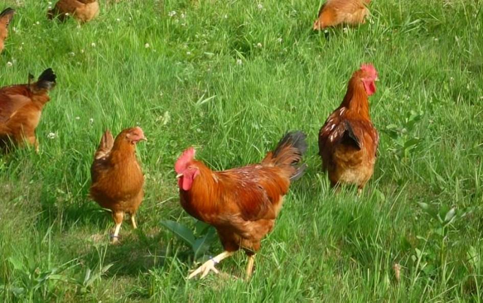 Pagpapalaki ng Panlabang Manok na may Iron Spurs