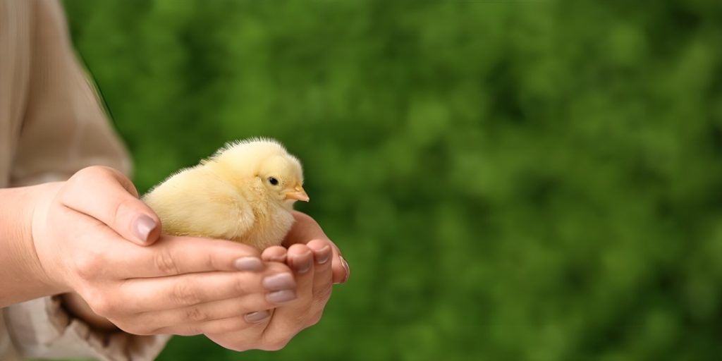 Pagpapalaki ng Panlabang Manok na may Iron Spurs