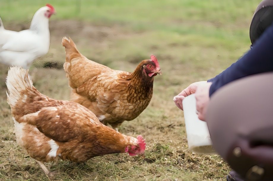 Pagpapalaki ng Panlabang Manok na may Iron Spurs