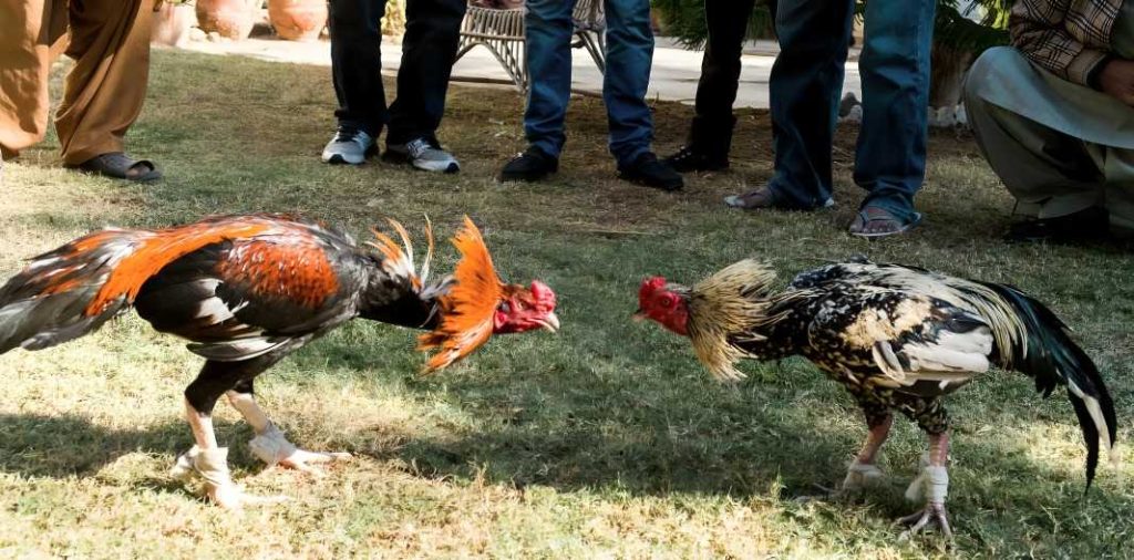 Pagpapalaki ng Panlabang Manok na may Iron Spurs