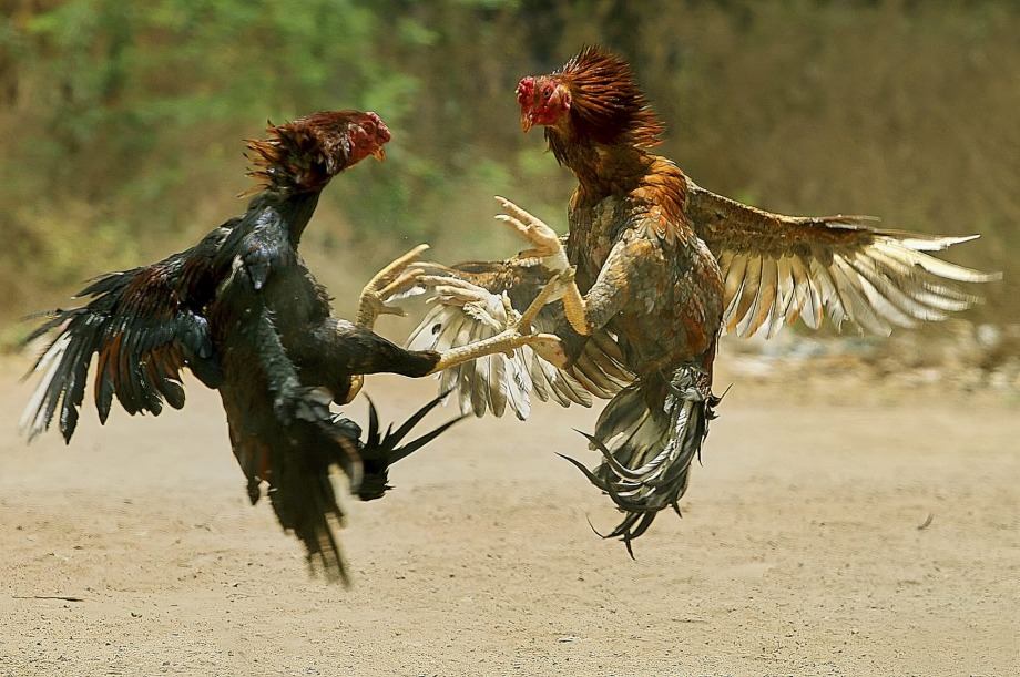 Pagpapalaki ng Panlabang Manok na may Iron Spurs