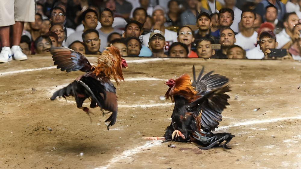 Sabong sa Pilipinas