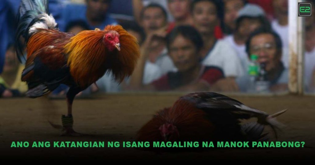 Magaling na Manok Panabong