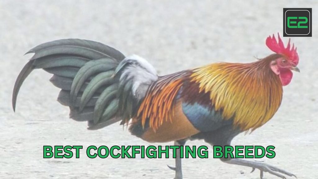 cockfighting breeds