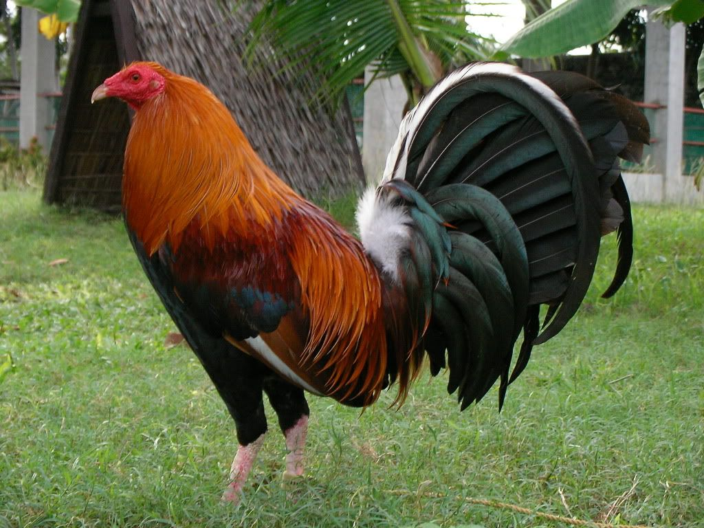 cockfighting breeds