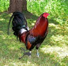 cockfighting breeds