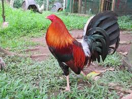 cockfighting breeds