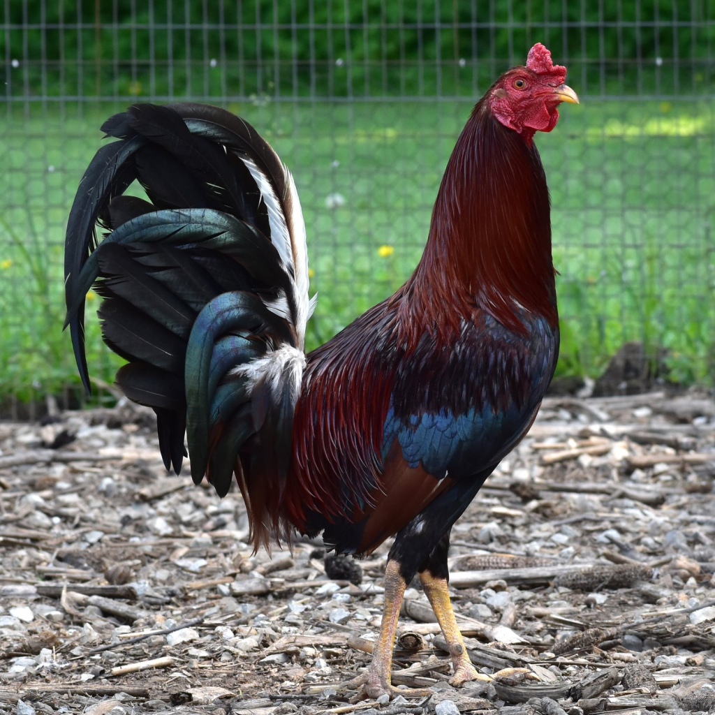 cockfighting breeds