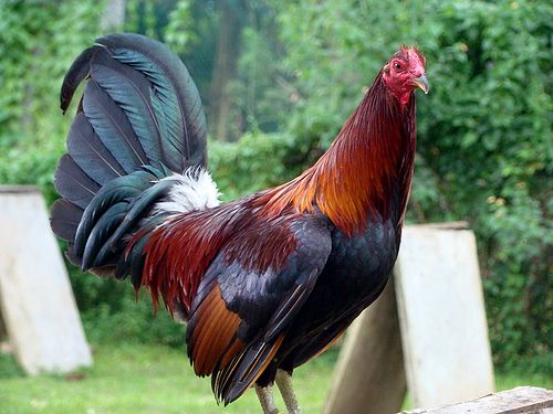 cockfighting breeds