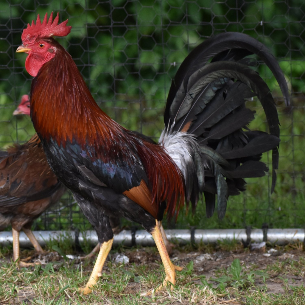 cockfighting breeds