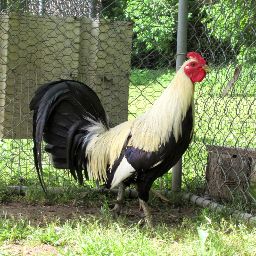 cockfighting breeds
