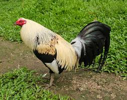 cockfighting breeds