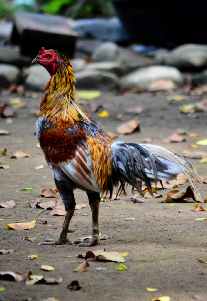 cockfighting breeds