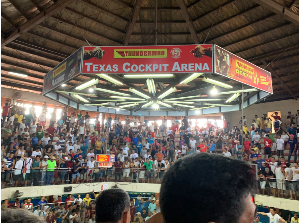 sabong derby