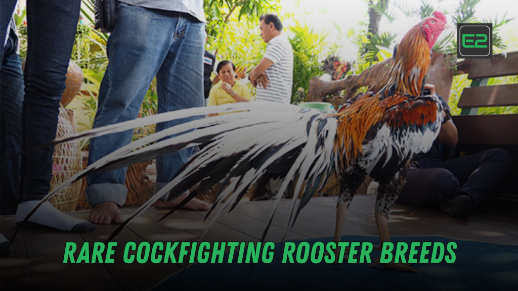 cockfighting rooster breeds