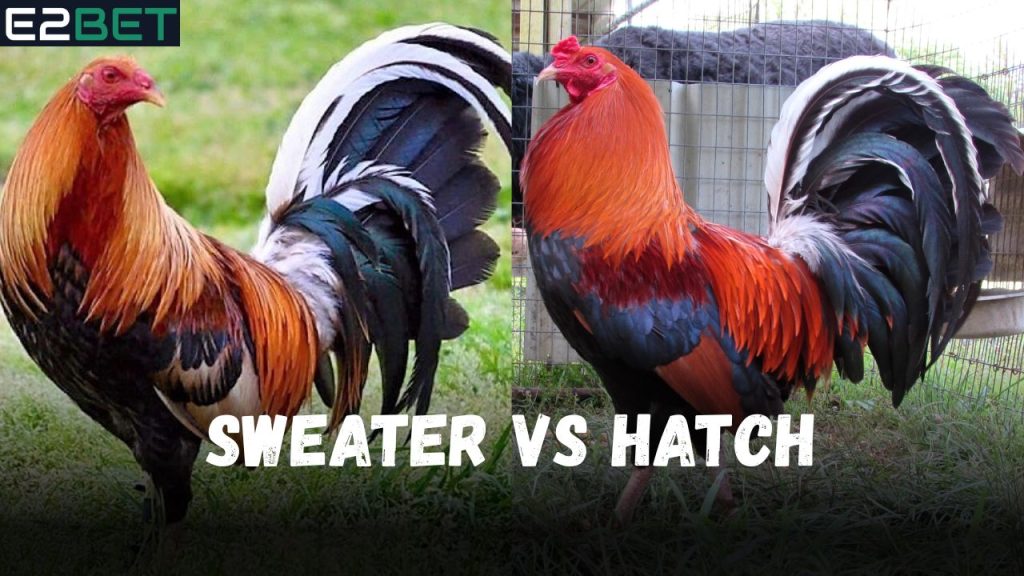 Sweater vs Hatch