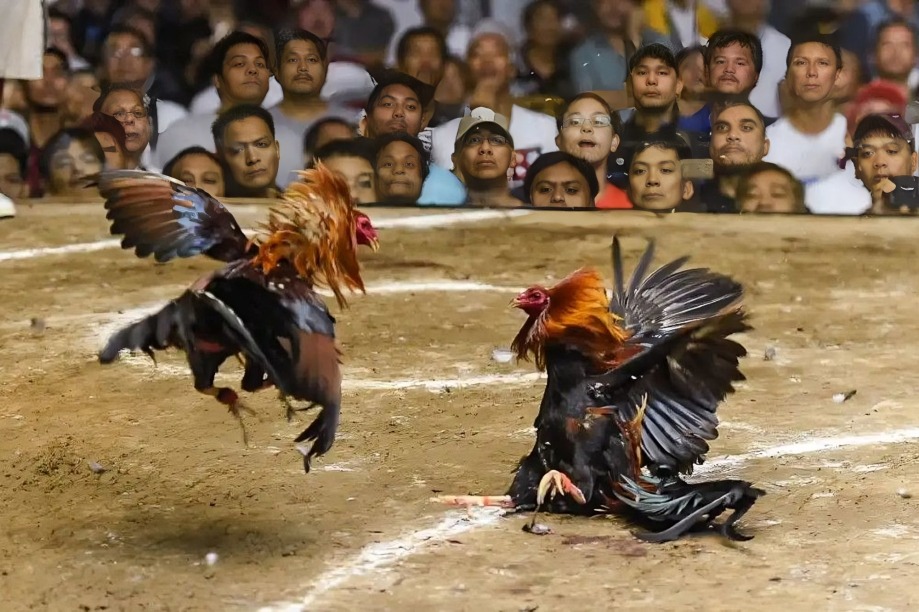 E-Sabong Philippines