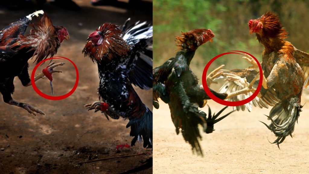 Knife vs Bare-Knuckle Cockfighting