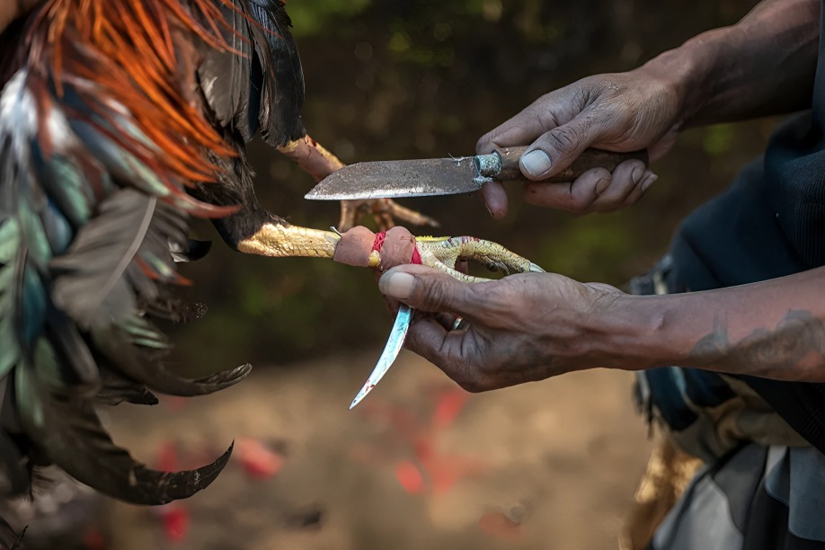 Knife vs Bare-Knuckle Cockfighting