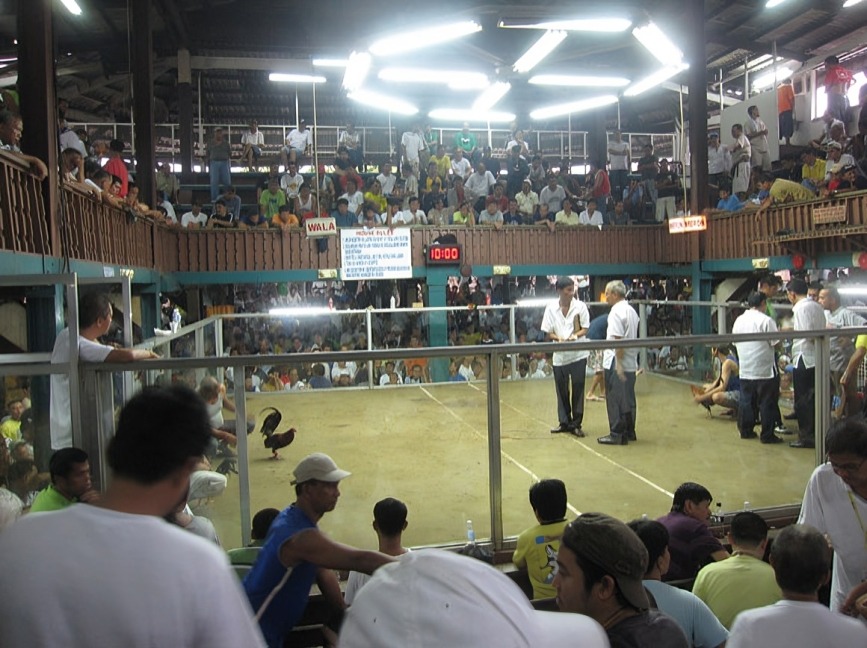 Major Cockfighting Venues