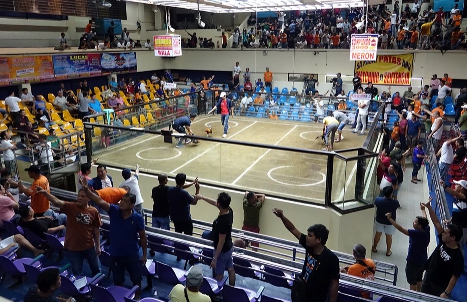 Sabong at Cockfighting