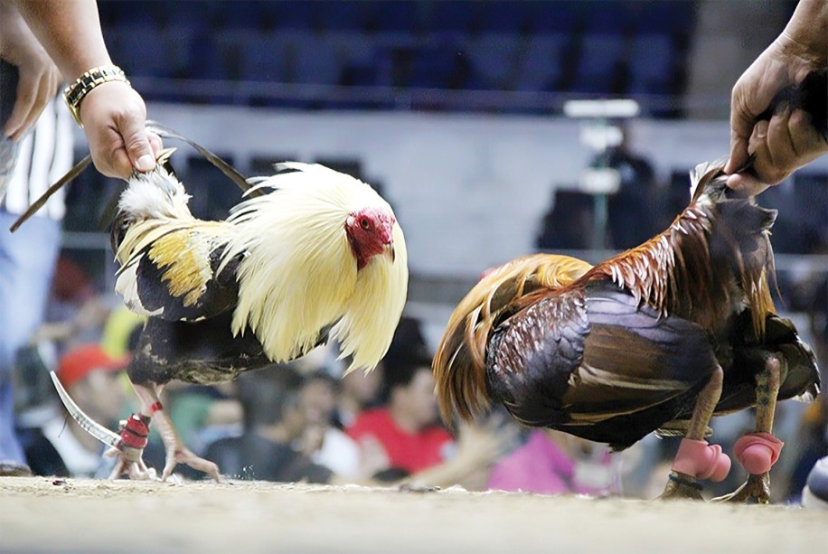 Sabong at Cockfighting