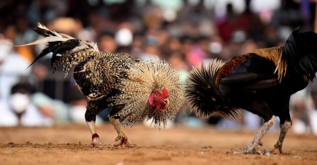 Cockfighting Philippines vs USA