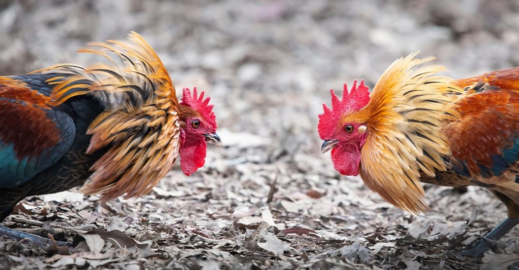 Tradisyunal na Sabong